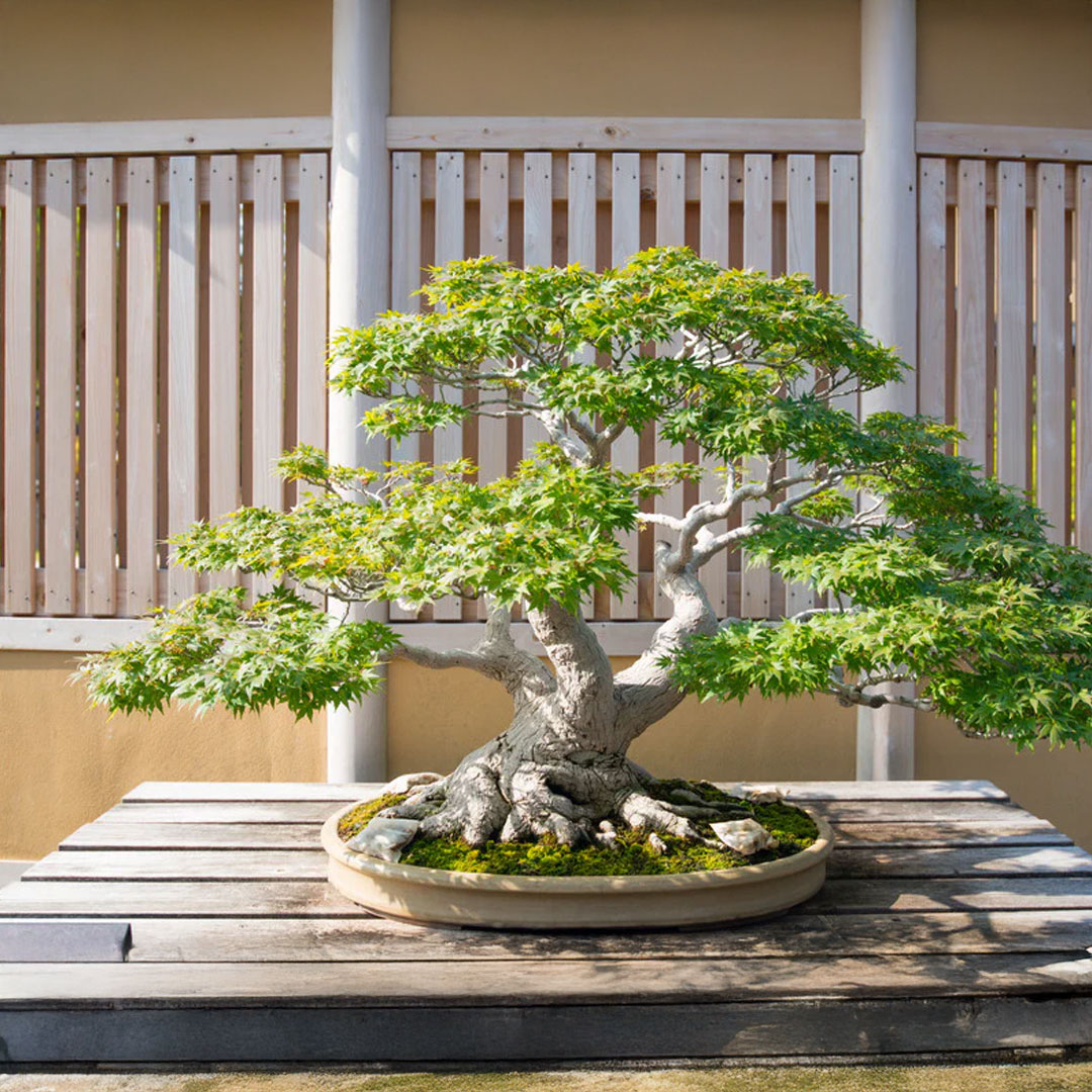Bonsai